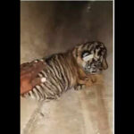 121194481 https://jaipur.visitinrajasthan.com/wp-content/uploads/2023/10/cropped-cropped-R-2.png