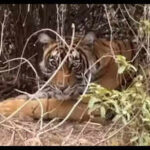 121421672 https://jaipur.visitinrajasthan.com/wp-content/uploads/2023/10/cropped-cropped-R-2.png