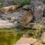 Leopard rescued after family traps it in house in Suroth https://jaipur.visitinrajasthan.com/wp-content/uploads/2023/10/cropped-cropped-R-2.png