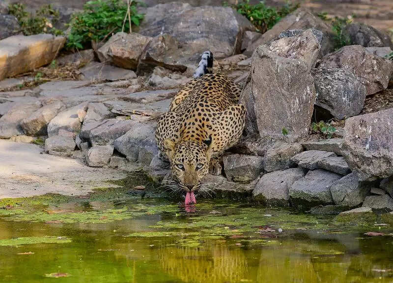 msid 120833362imgsize 102210.cms https://jaipur.visitinrajasthan.com/wp-content/uploads/2023/10/cropped-cropped-R-2.png