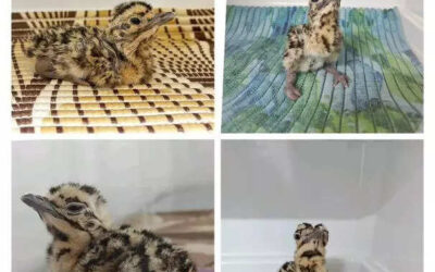 msid 120833413imgsize 51942.cms https://jaipur.visitinrajasthan.com/wp-content/uploads/2023/10/cropped-cropped-R-2.png