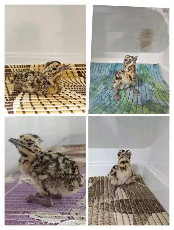 msid 120833413imgsize 51942.cms https://jaipur.visitinrajasthan.com/wp-content/uploads/2023/10/cropped-cropped-R-2.png