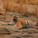 msid 121065411imgsize 49994.cms https://jaipur.visitinrajasthan.com/wp-content/uploads/2023/10/cropped-cropped-R-2.png