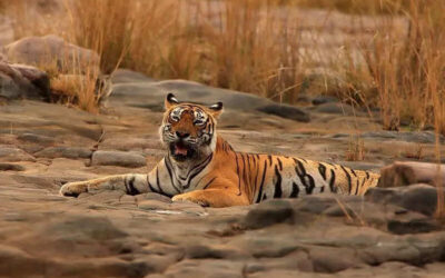 msid 121065411imgsize 49994.cms https://jaipur.visitinrajasthan.com/wp-content/uploads/2023/10/cropped-cropped-R-2.png