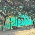 msid 121089274imgsize 127492.cms https://jaipur.visitinrajasthan.com/wp-content/uploads/2023/10/cropped-cropped-R-2.png