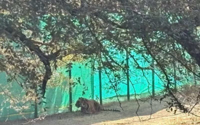 msid 121089274imgsize 127492.cms https://jaipur.visitinrajasthan.com/wp-content/uploads/2023/10/cropped-cropped-R-2.png