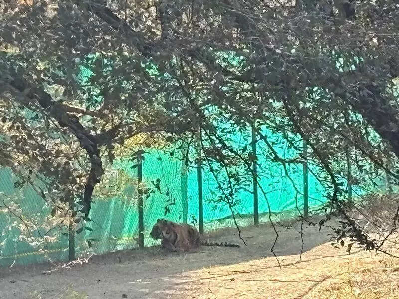 msid 121089274imgsize 127492.cms https://jaipur.visitinrajasthan.com/wp-content/uploads/2023/10/cropped-cropped-R-2.png