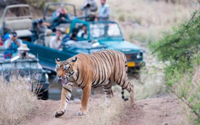 msid 121170964imgsize 57878.cms https://jaipur.visitinrajasthan.com/wp-content/uploads/2023/10/cropped-cropped-R-2.png