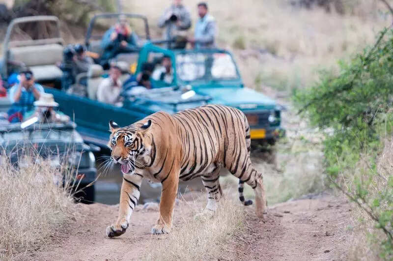 msid 121170964imgsize 57878.cms https://jaipur.visitinrajasthan.com/wp-content/uploads/2023/10/cropped-cropped-R-2.png