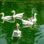 msid 121347210imgsize 47572.cms https://jaipur.visitinrajasthan.com/wp-content/uploads/2023/10/cropped-cropped-R-2.png