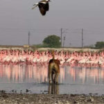 msid 121385352imgsize 56326.cms https://jaipur.visitinrajasthan.com/wp-content/uploads/2023/10/cropped-cropped-R-2.png