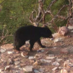 msid 121385355imgsize 67040.cms https://jaipur.visitinrajasthan.com/wp-content/uploads/2023/10/cropped-cropped-R-2.png