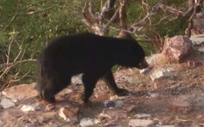 msid 121385355imgsize 67040.cms https://jaipur.visitinrajasthan.com/wp-content/uploads/2023/10/cropped-cropped-R-2.png