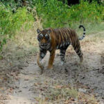 121555883 https://jaipur.visitinrajasthan.com/wp-content/uploads/2023/10/cropped-cropped-R-2.png