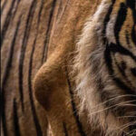 122134741 https://jaipur.visitinrajasthan.com/wp-content/uploads/2023/10/cropped-cropped-R-2.png