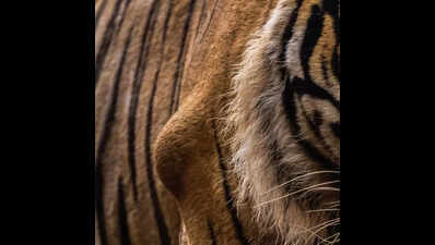 122134741 https://jaipur.visitinrajasthan.com/wp-content/uploads/2023/10/cropped-cropped-R-2.png