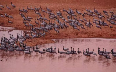 msid 121631849imgsize 60380.cms https://jaipur.visitinrajasthan.com/wp-content/uploads/2023/10/cropped-cropped-R-2.png