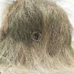 msid 121810449imgsize 88768.cms https://jaipur.visitinrajasthan.com/wp-content/uploads/2023/10/cropped-cropped-R-2.png