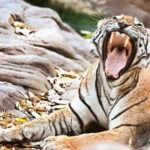 msid 121893530imgsize 87240.cms https://jaipur.visitinrajasthan.com/wp-content/uploads/2023/10/cropped-cropped-R-2.png