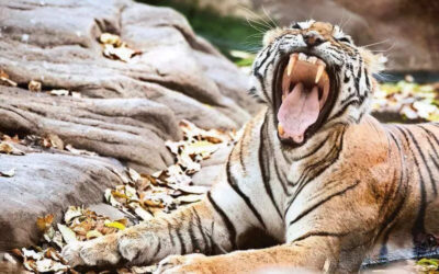 msid 121893530imgsize 87240.cms https://jaipur.visitinrajasthan.com/wp-content/uploads/2023/10/cropped-cropped-R-2.png