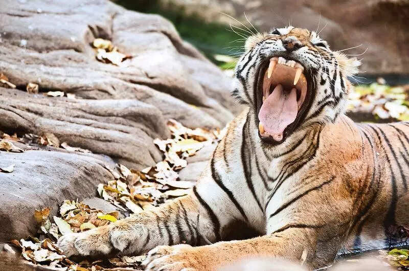 msid 121893530imgsize 87240.cms https://jaipur.visitinrajasthan.com/wp-content/uploads/2023/10/cropped-cropped-R-2.png