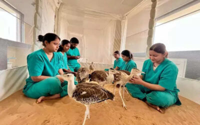 msid 121916890imgsize 52442.cms https://jaipur.visitinrajasthan.com/wp-content/uploads/2023/10/cropped-cropped-R-2.png