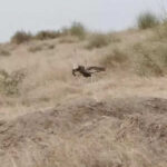 msid 121937901imgsize 23352.cms https://jaipur.visitinrajasthan.com/wp-content/uploads/2023/10/cropped-cropped-R-2.png