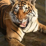 msid 121960802imgsize 61118.cms https://jaipur.visitinrajasthan.com/wp-content/uploads/2023/10/cropped-cropped-R-2.png