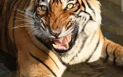 msid 121960802imgsize 61118.cms https://jaipur.visitinrajasthan.com/wp-content/uploads/2023/10/cropped-cropped-R-2.png