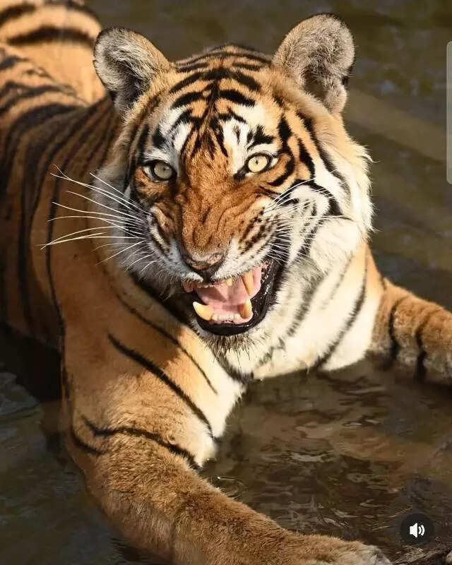msid 121960802imgsize 61118.cms https://jaipur.visitinrajasthan.com/wp-content/uploads/2023/10/cropped-cropped-R-2.png