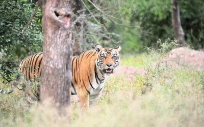 msid 122076254imgsize 55574.cms https://jaipur.visitinrajasthan.com/wp-content/uploads/2023/10/cropped-cropped-R-2.png