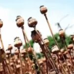 122340029 https://jaipur.visitinrajasthan.com/wp-content/uploads/2023/10/cropped-cropped-R-2.png