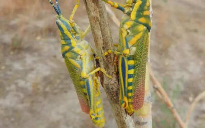 msid 122394707imgsize 40498.cms https://jaipur.visitinrajasthan.com/wp-content/uploads/2023/10/cropped-cropped-R-2.png