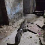 msid 122591537imgsize 65676.cms https://jaipur.visitinrajasthan.com/wp-content/uploads/2023/10/cropped-cropped-R-2.png