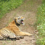 msid 122801051imgsize 101306.cms https://jaipur.visitinrajasthan.com/wp-content/uploads/2023/10/cropped-cropped-R-2.png