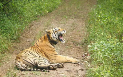 msid 122801051imgsize 101306.cms https://jaipur.visitinrajasthan.com/wp-content/uploads/2023/10/cropped-cropped-R-2.png