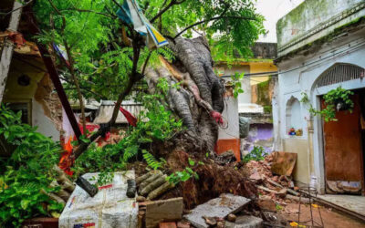 200-yr-old tree falls in Walled City, damages temple, houses | Jaipur News msid 122927569imgsize 128798.cms https://jaipur.visitinrajasthan.com/wp-content/uploads/2023/10/cropped-cropped-R-2.png