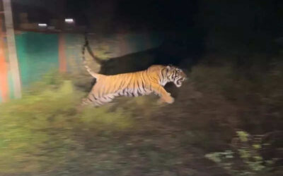 msid 122940121imgsize 17376.cms https://jaipur.visitinrajasthan.com/wp-content/uploads/2023/10/cropped-cropped-R-2.png