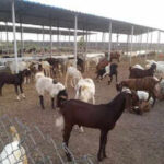 123350746 https://jaipur.visitinrajasthan.com/wp-content/uploads/2023/10/cropped-cropped-R-2.png