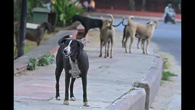 123533570 https://jaipur.visitinrajasthan.com/wp-content/uploads/2023/10/cropped-cropped-R-2.png