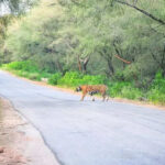 msid 123104078imgsize 80584.cms https://jaipur.visitinrajasthan.com/wp-content/uploads/2023/10/cropped-cropped-R-2.png