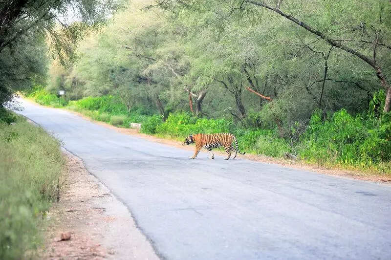 msid 123104078imgsize 80584.cms https://jaipur.visitinrajasthan.com/wp-content/uploads/2023/10/cropped-cropped-R-2.png