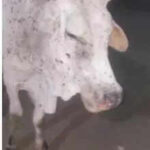 msid 123104098imgsize 4572.cms https://jaipur.visitinrajasthan.com/wp-content/uploads/2023/10/cropped-cropped-R-2.png