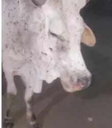 msid 123104098imgsize 4572.cms https://jaipur.visitinrajasthan.com/wp-content/uploads/2023/10/cropped-cropped-R-2.png