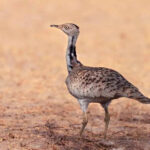 msid 123196021imgsize 35466.cms https://jaipur.visitinrajasthan.com/wp-content/uploads/2023/10/cropped-cropped-R-2.png