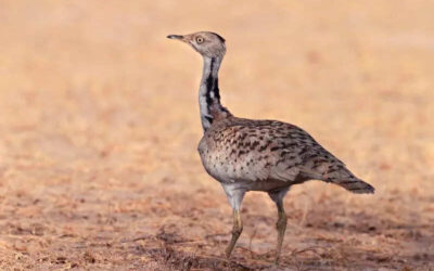 msid 123196021imgsize 35466.cms https://jaipur.visitinrajasthan.com/wp-content/uploads/2023/10/cropped-cropped-R-2.png