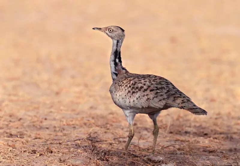 msid 123196021imgsize 35466.cms https://jaipur.visitinrajasthan.com/wp-content/uploads/2023/10/cropped-cropped-R-2.png