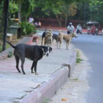 msid 123266033imgsize 35204.cms https://jaipur.visitinrajasthan.com/wp-content/uploads/2023/10/cropped-cropped-R-2.png