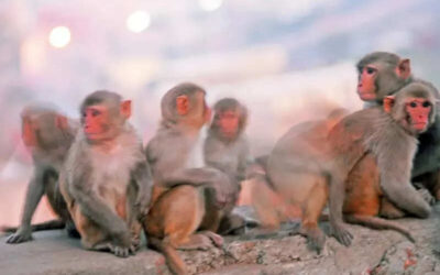 msid 123289010imgsize 22940.cms https://jaipur.visitinrajasthan.com/wp-content/uploads/2023/10/cropped-cropped-R-2.png