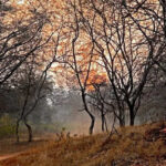 msid 123372652imgsize 149852.cms https://jaipur.visitinrajasthan.com/wp-content/uploads/2023/10/cropped-cropped-R-2.png